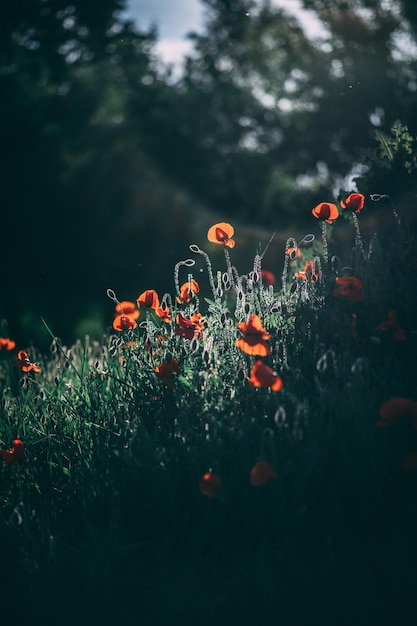 Verticaal schot van een rood papaverveld