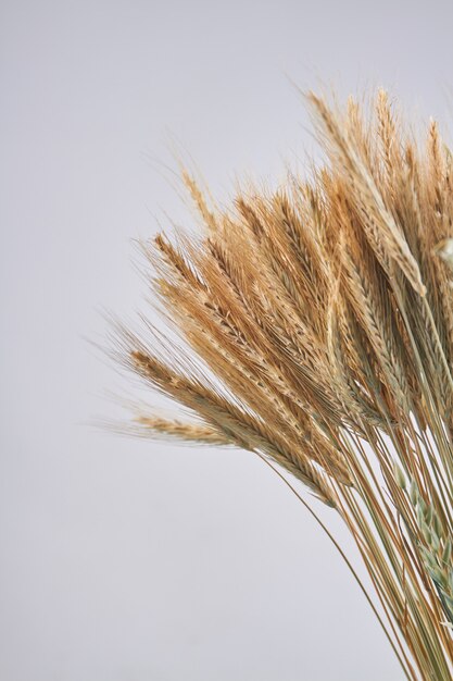 Verticaal schot van gele gedroogde tarweoren op witte achtergrond