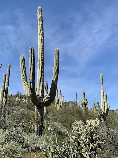 Verticaal schot van saguaro-cactussen in de Sonorawoestijn bij Phoenix, Arizona, de VS