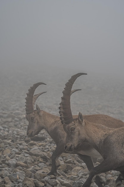 Verticaal schot van twee steenbokken op de berg Pilatus, Zwitserland