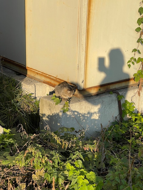 Foto verticaal schot van vrouwelijke silhouetschaduw die wilde zwerfkat in de zon aait