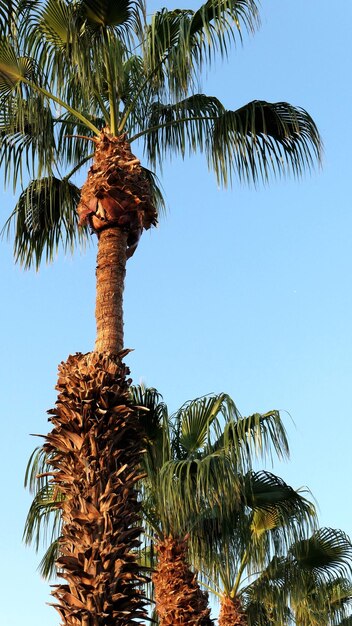 Foto verticaal uitzicht op palmbomen tegen een heldere hemel