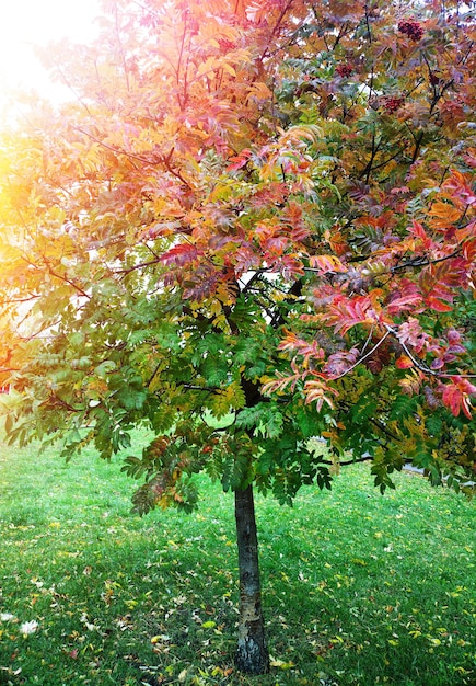 Vertical autumn tree with dramatic light leak landscape background