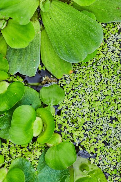 池の水上のウォーターレタスの垂直背景アセット