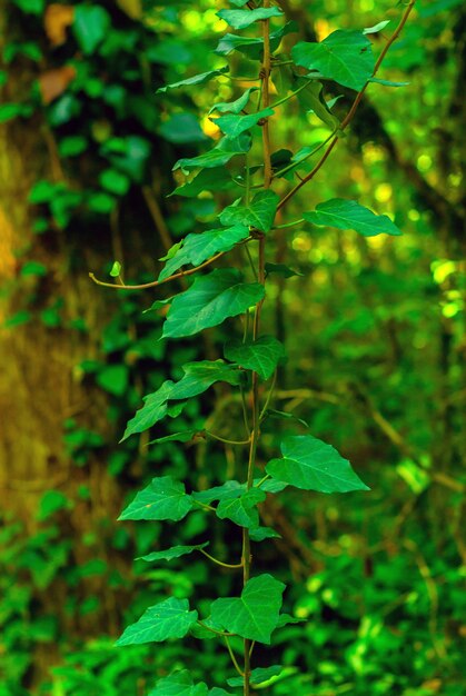 Vertical background - stalk of colchis ivy on a green background of subtropical forest