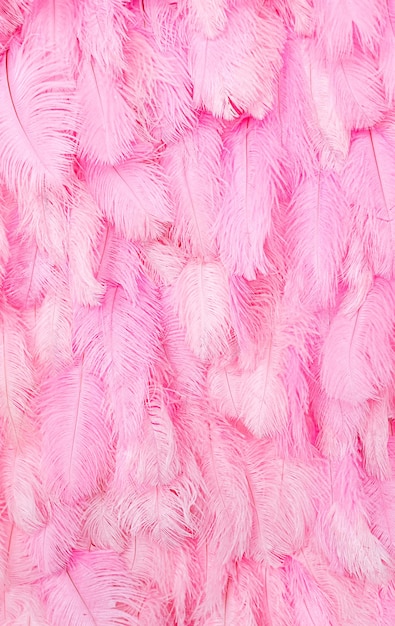 Vertical background with beautiful pink feathers. Wall with feather decorations. Copy space