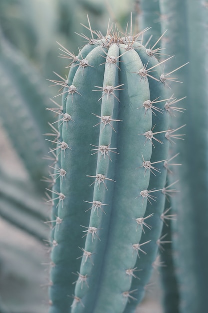 Vertical background with Carnegiea gigantea cactus