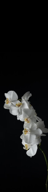 Vertical banner 4x1 with white orchid flowers with water droplets on a black background closeup