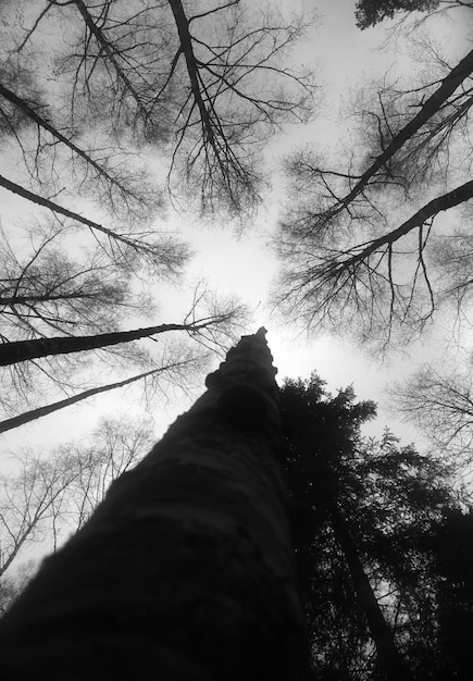 Vertical black and white birch tree with light leak background