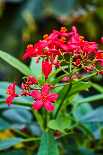 Vertical close up view of Peregrina stalk with Spicy Jatropha Integerrim red flowers and buds