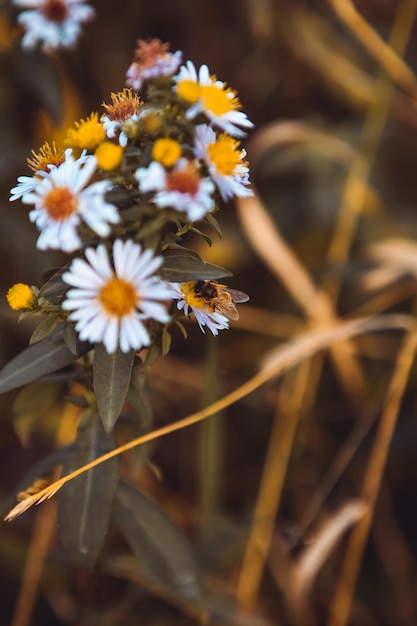 Photo vertical close up wild chamomiles plant blooming growing in forest meadow field garden summer