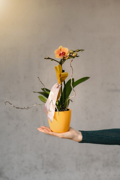 Vertical close up woman hands holding a yellow potted orchid isolated