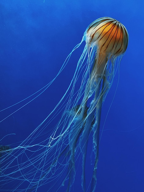 Vertical closeup of Chrysaora melanaster known as the northern sea nettle or brown jellyfish