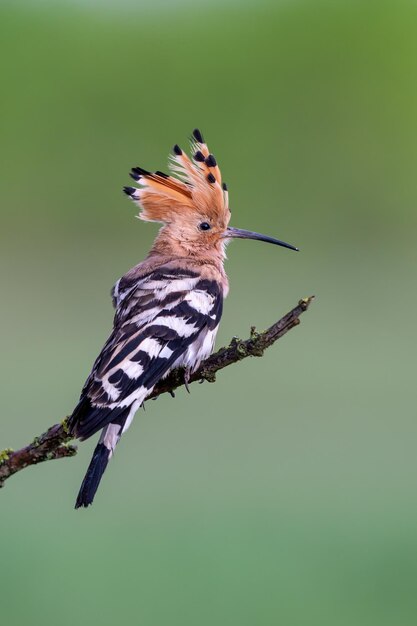 Photo vertical closeup of a eurasian hoopoe upupa epops perched on a tree branch