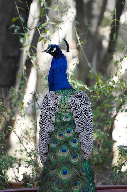 Vertical closeup of the gorgeous male peacock