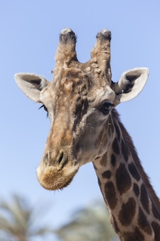 Primo piano verticale della testa di una giraffa durante una giornata di sole