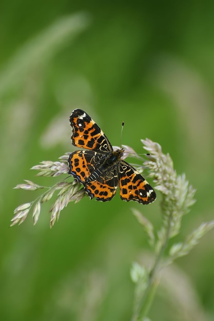 Photo vertical closeup on the map butterfly, araschnia levana, sitting on grass