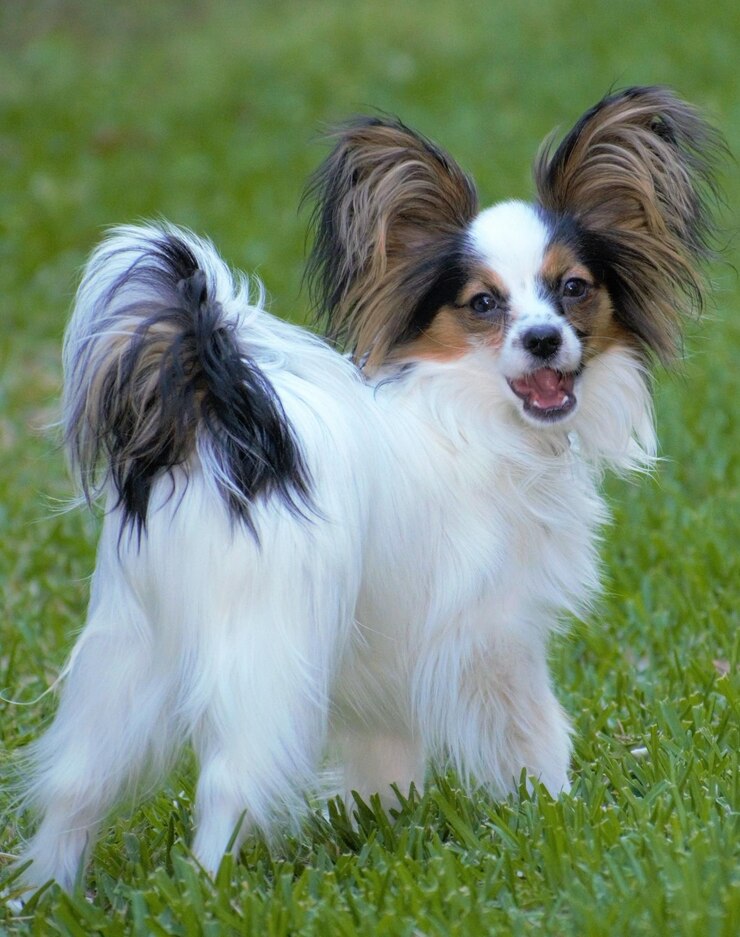 太陽の光で緑の草の中に野外に立っているパピヨン犬の垂直クローズアップ