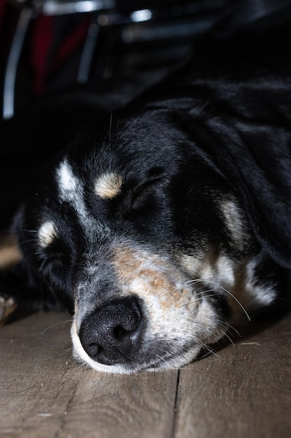 Vertical closeup of a puppy dog lying on the floor at home\
sleeping