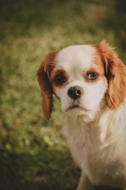 Vertical closeup shot of an adorable cavalier dog in a field