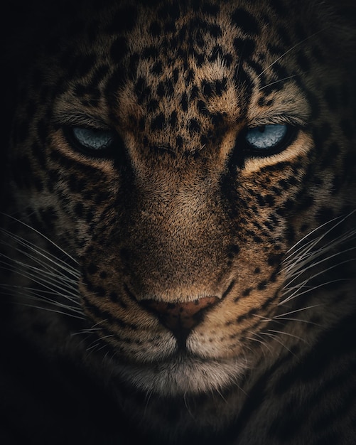 Vertical closeup shot of a beautiful leopard face with bright blue eyes