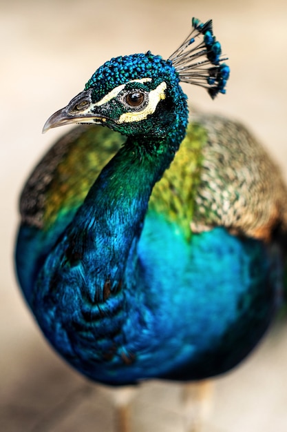 Vertical closeup shot of a beautiful peacock