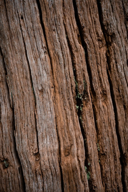 Vertical closeup shot of details on old wood