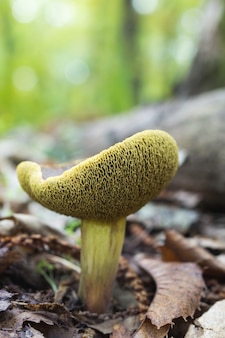 Chiusura verticale di un fungo verde in una foresta di castagni