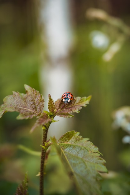 Primo piano verticale di una coccinella su foglie verdi con uno sfondo sfocato