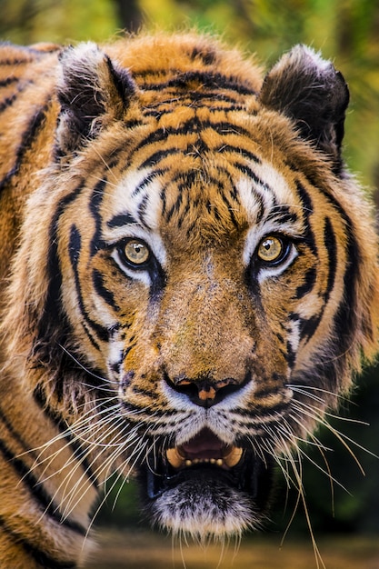 Vertical closeup shot of a menacing tiger