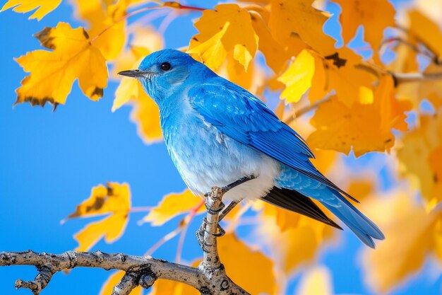 Vertical closeup shot of a mountain bluebird on a branch