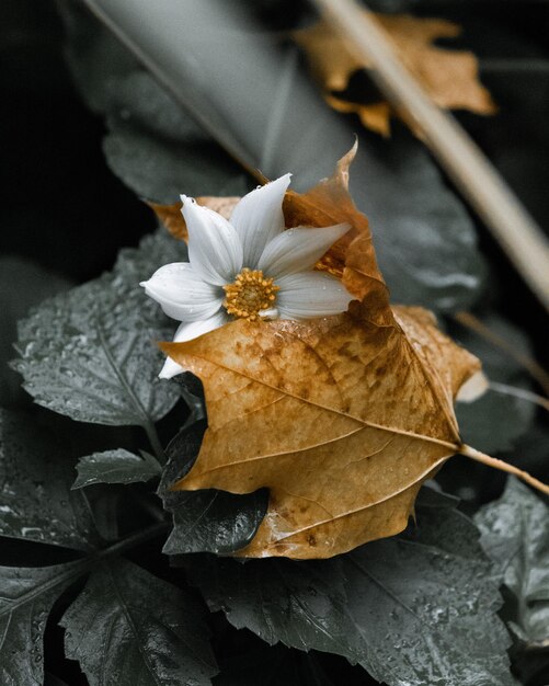 Vertical closeup of a white Dahlia with a dry maple leaf