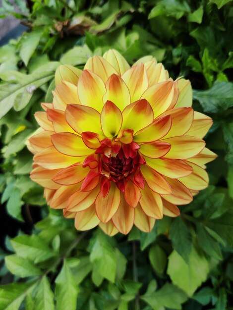 Vertical closeup of yellow Dahlia