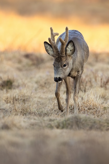 Vertical composition of roe deer buck moving on steppe in spring nature