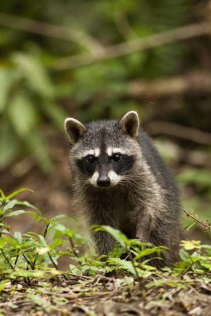 Photo vertical composition of a young raccoon walking on the ground in a jungle