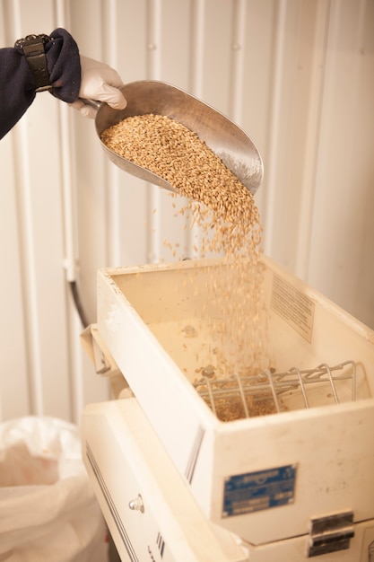 Colpo ritagliata verticale di un lavoratore che versa i semi dell'orzo nel mulino per cereali