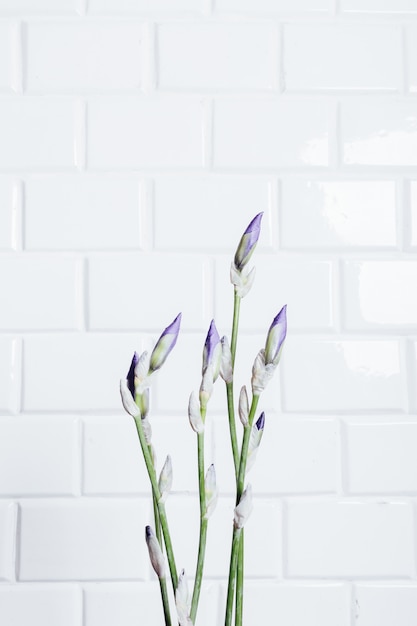 Vertical framing a bouquet of unblown flower iris on a background of white brick wall