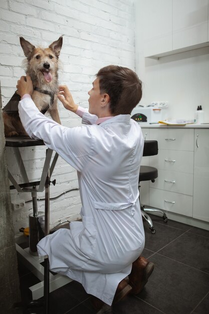 Colpo integrale verticale di un cane felice del riparo che guarda alla macchina fotografica durante l'esame medico dal veterinario