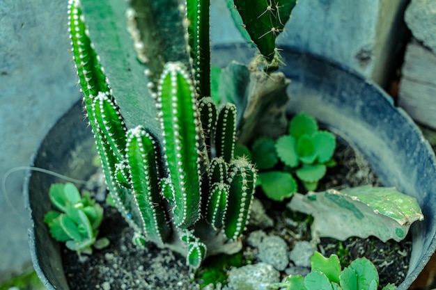 植木鉢で育つ垂直の庭の装飾観葉植物