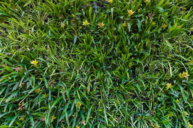 Vertical garden natural green leaf 