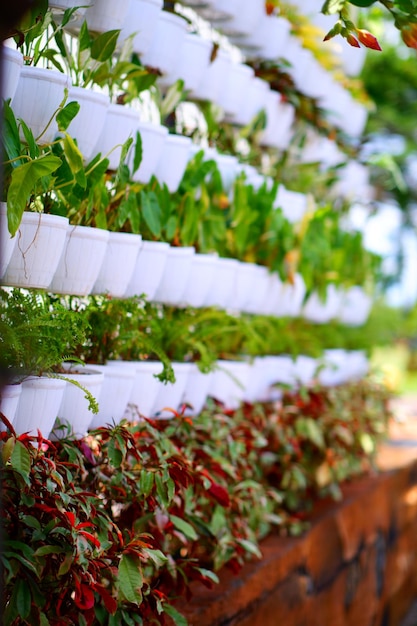 A vertical garden with plants on the wall