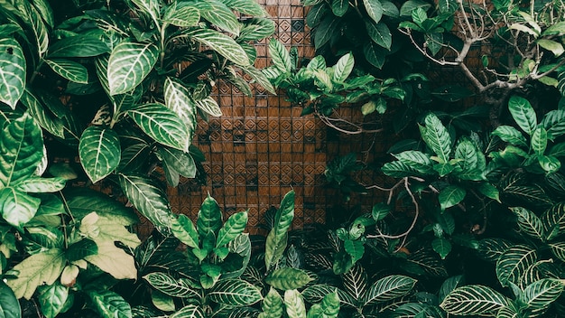 Vertical garden with tropical green leaf, dark tone