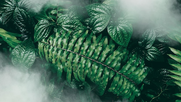 Vertical garden with tropical green leaf with fog and rain Dark tone