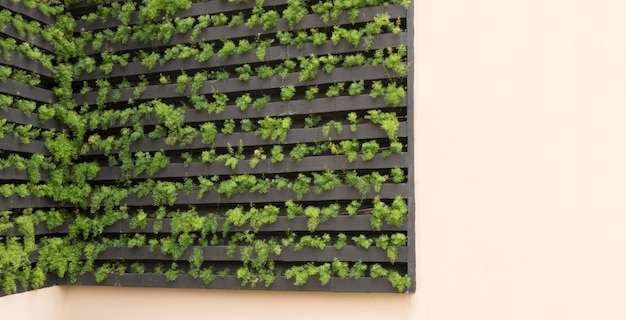 Vertical garden with young plants growing