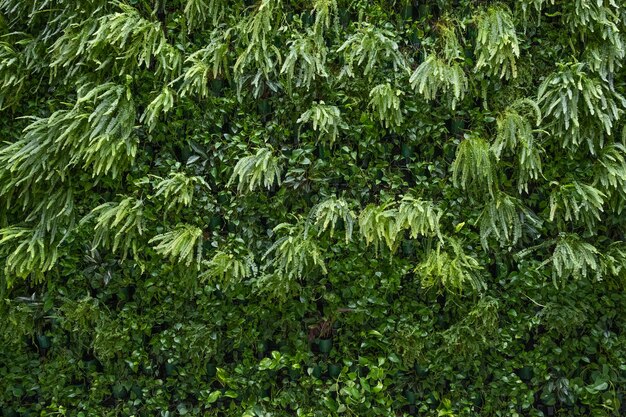 垂直ガーデニングシダとスキンダプサス内部の植物自然環境にやさしいコンセプトトレンドユニバーサルグリーンエコ背景