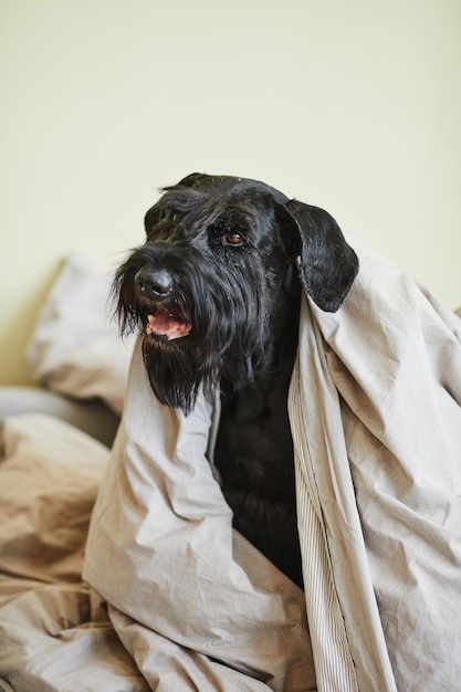 Vertical image of black schnauzer sitting on bed under blanket after sleeping time