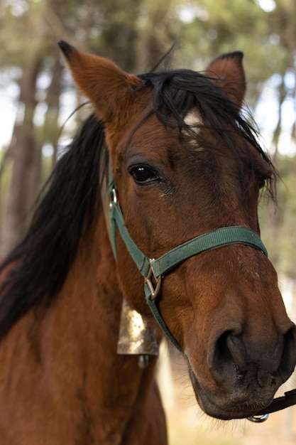 Vertical image of the head of a brown horse