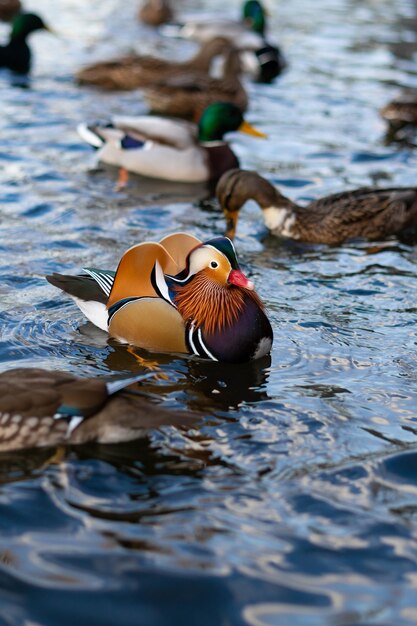 Vertical image of a mandarin duck mammal swimming across a lake among other ducks at sunset