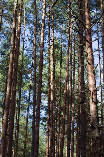 vertical image of pine forest in the morning