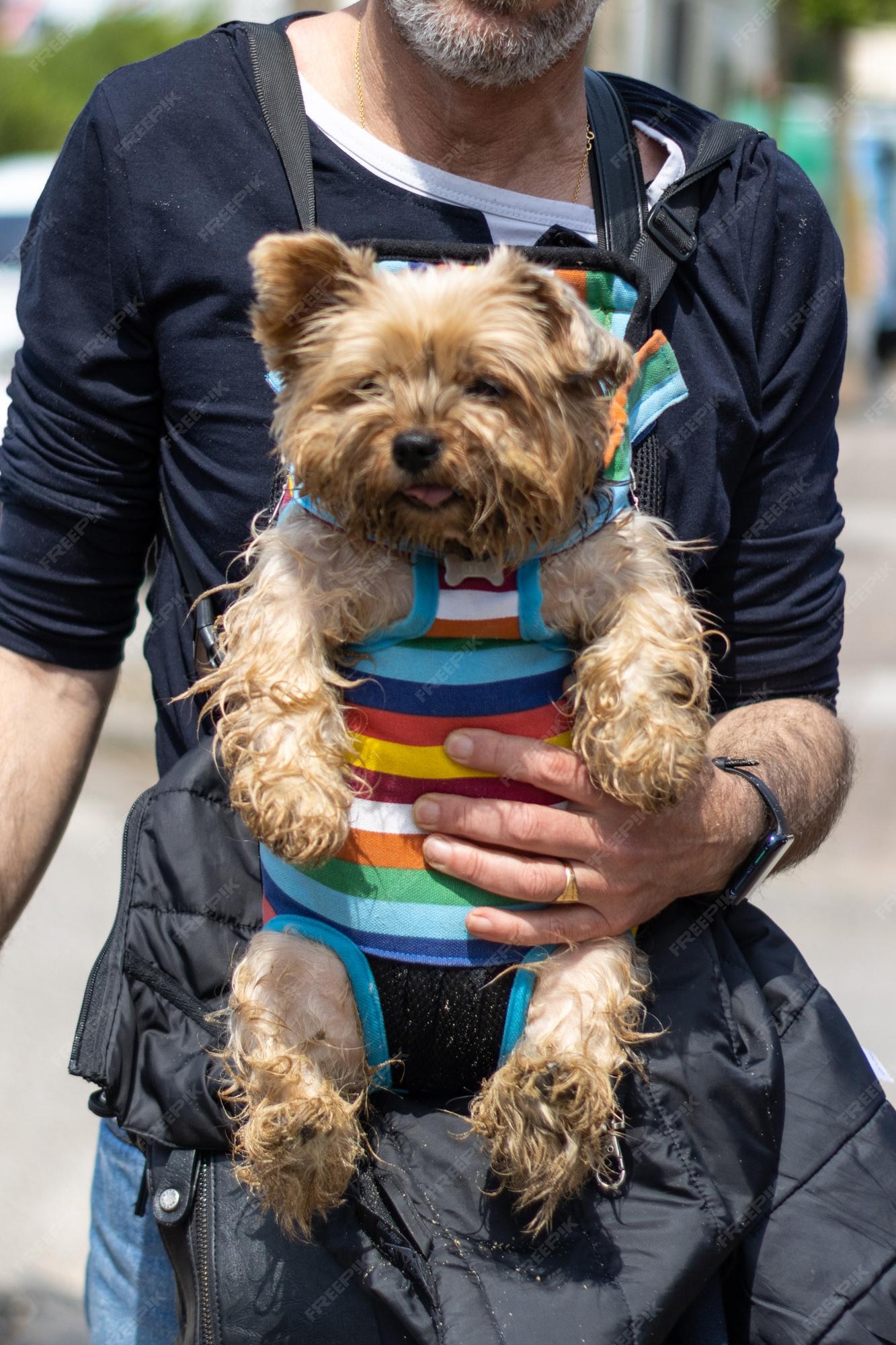 Dog being carried hi-res stock photography and images - Alamy